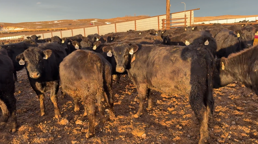 Ai bred – 1100 lbs – mostly home raised – April calving- fancy!-BH1217C5